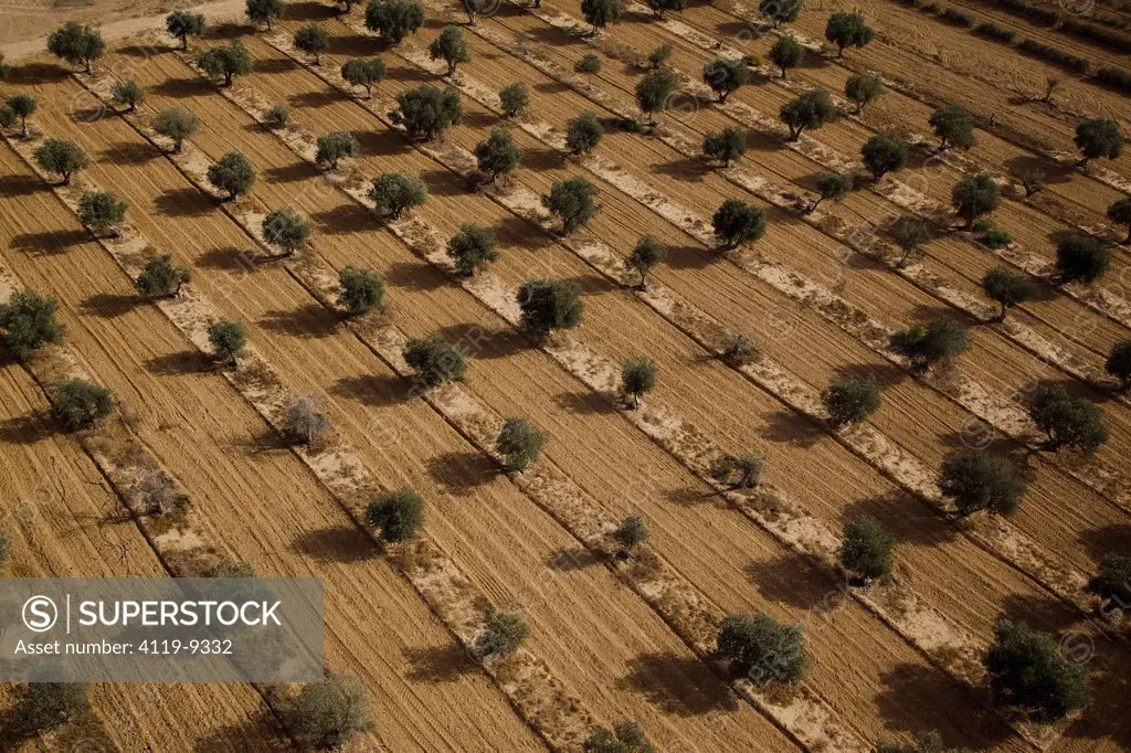 An artistic photo of an olive trees plantation