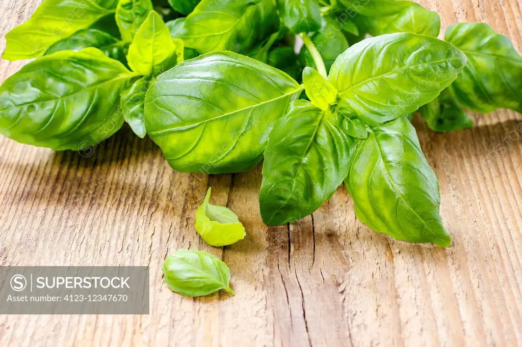 Basil leaves isolated on wooden background