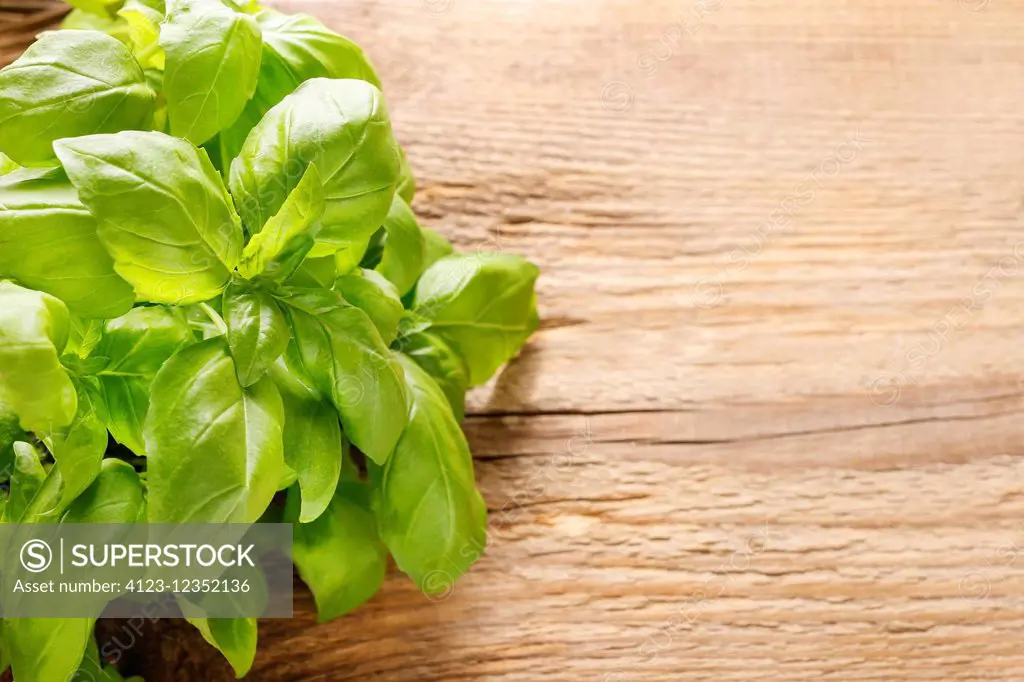 Basil leaves on wooden background. Copy space