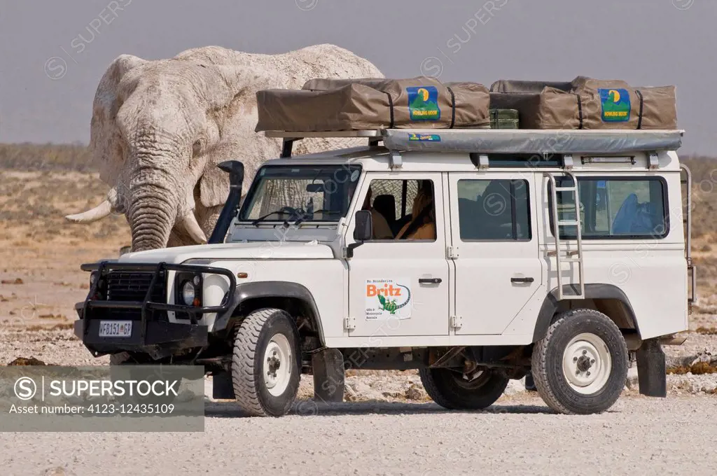 Africa, Namibia, elephant in Etosha National Parks