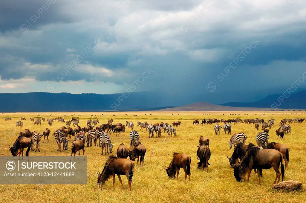 Africa, Ngorongoro National Park, wildebeests and Zebras