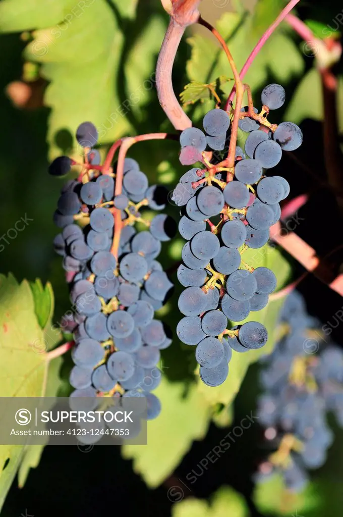 Red grapes growing in a vineyard near Montepulciano, Tuscany, Italy, Europe