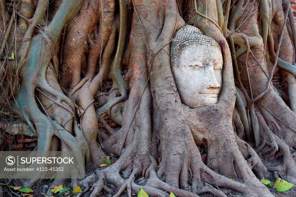 Thailand, Ayutthaya, stony head of Buddha from the damaged monument, raised by tree roots.