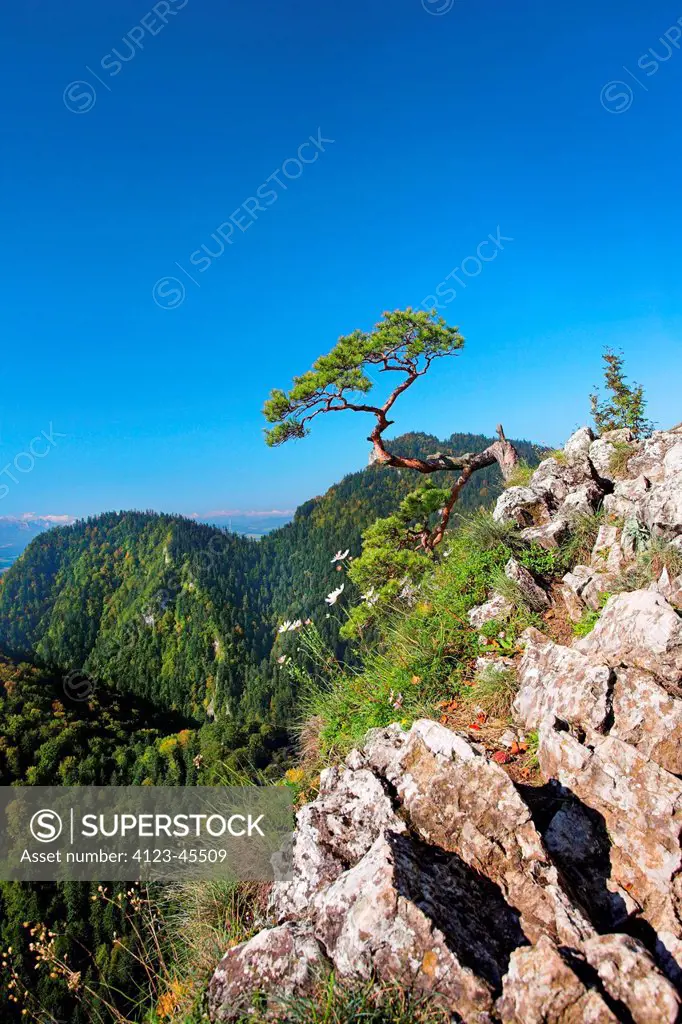 Poland, Malopolska Province, the Pieniny. View from the top of the Mount Sokolica.