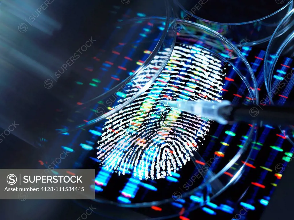 Conceptual image illustrating genetic research. A human finger print with a DNA (deoxyribonucleic acid) profile underneath a human sample being pipett...