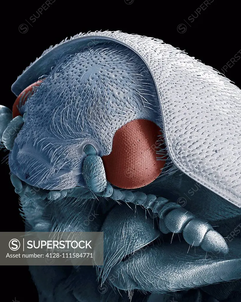 Dermestid beetle. Scanning electron micrograph of a dermestid beetle. Dermestidae are a family of Coleoptera that are commonly referred to as skin bee...