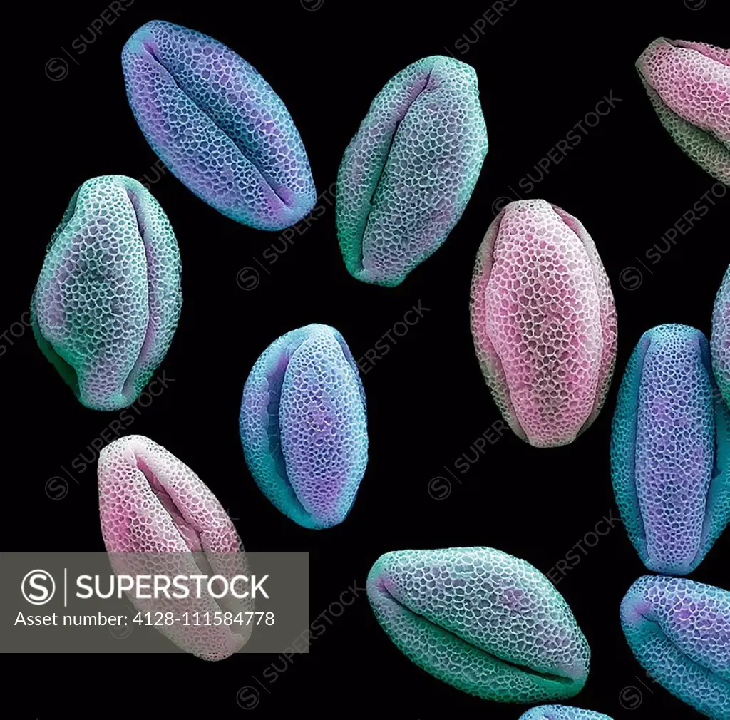 Water lily pollen grains. Coloured scanning electron micrograph (SEM) of pollen grains from a water lily flower. Nymphaeaceae is a family of flowering...