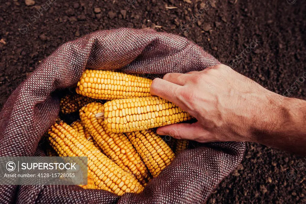 Farmer picking harvested corn cobs