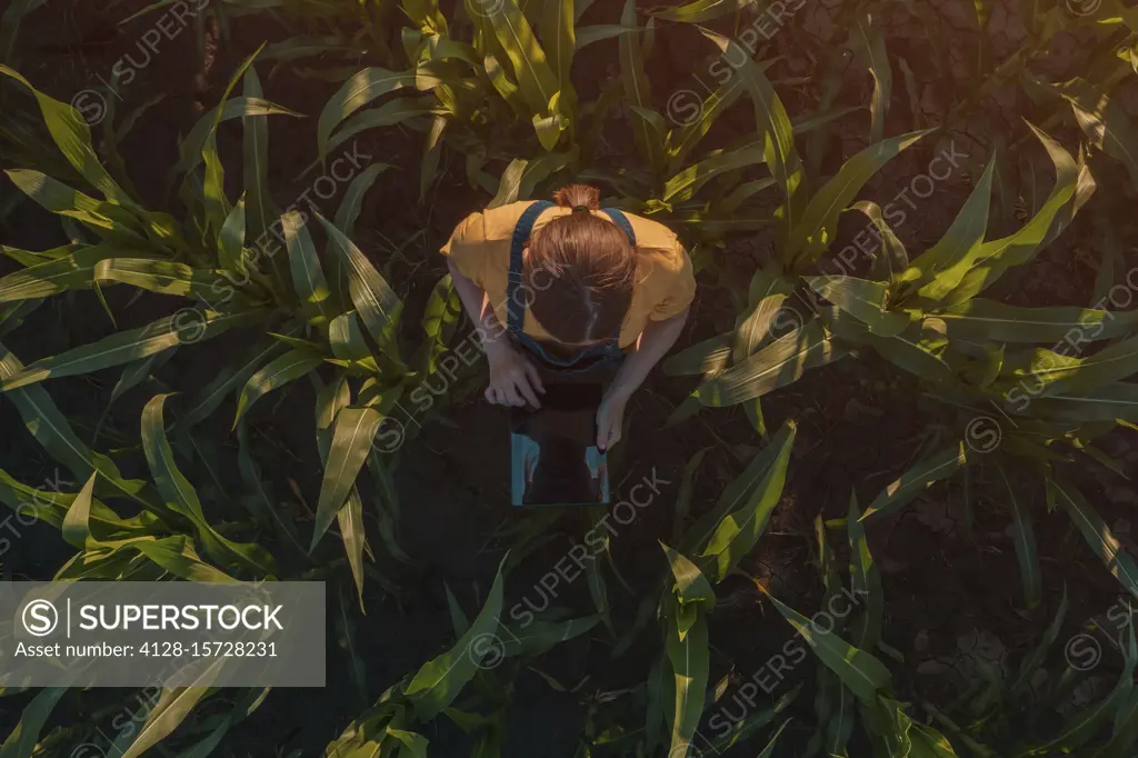 Agronomist using tablet computer in corn field