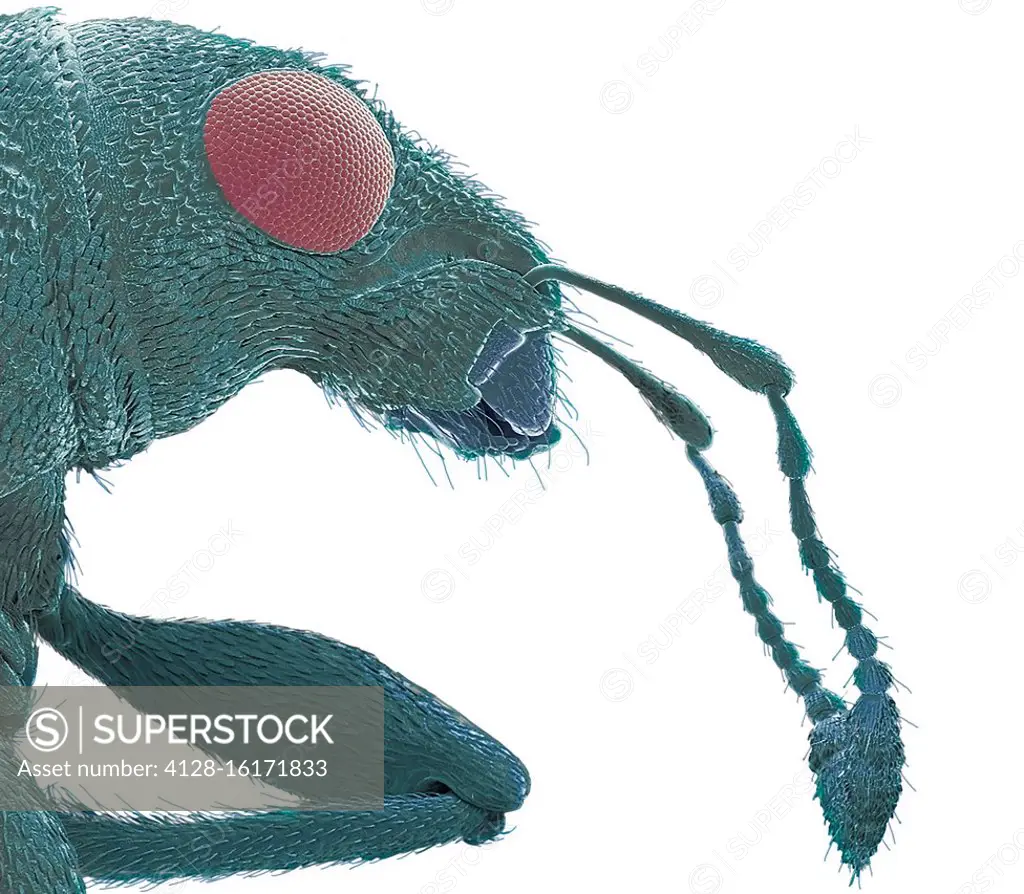 Weevil (Sitophilus sp.), coloured scanning electron micrograph (SEM). This weevil is a major agricultural pest. It primarily attacks stored grains and...