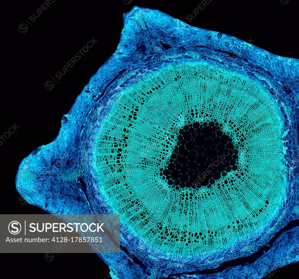 Broom stem. Light micrograph (LM) of a transverse section through the stem of a common broom (Salicornia europaea) plant. Broom is a drought plant (xe...