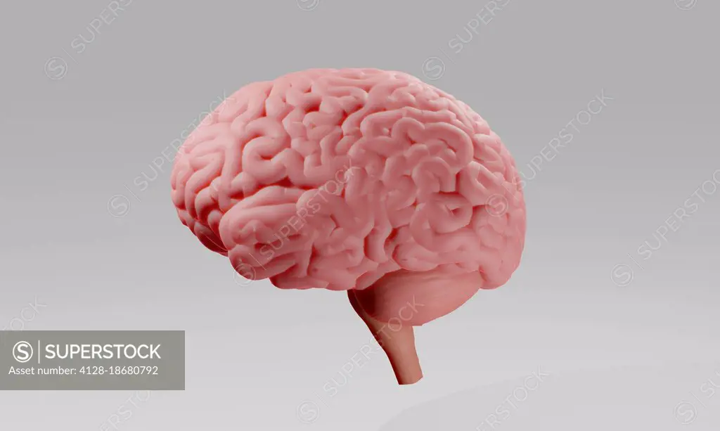 Illustration of human brain, illustration