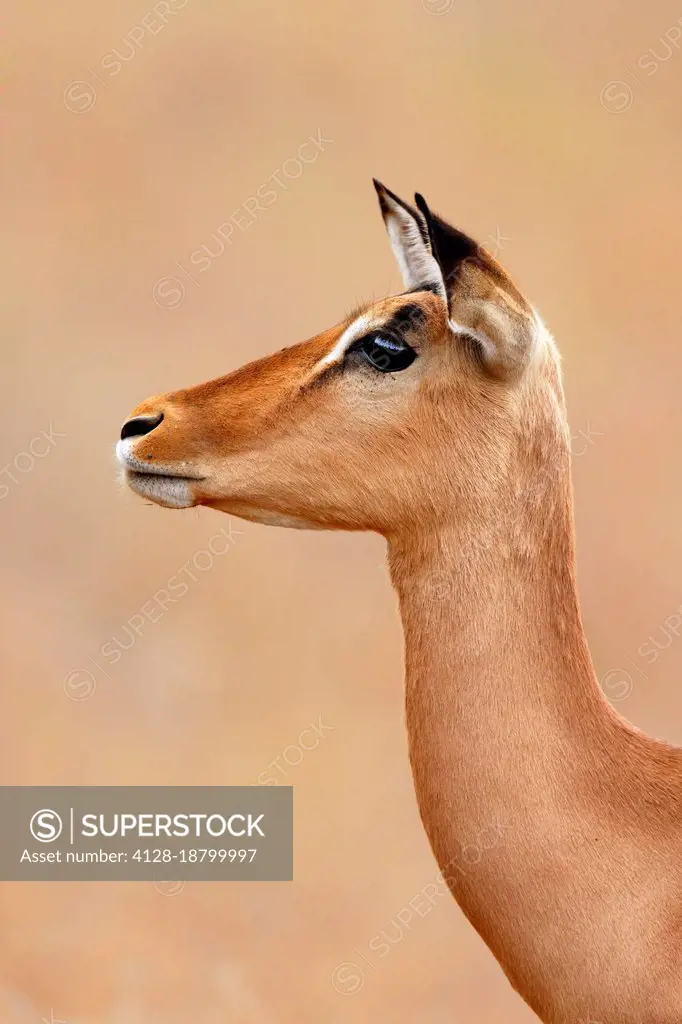 Female impala