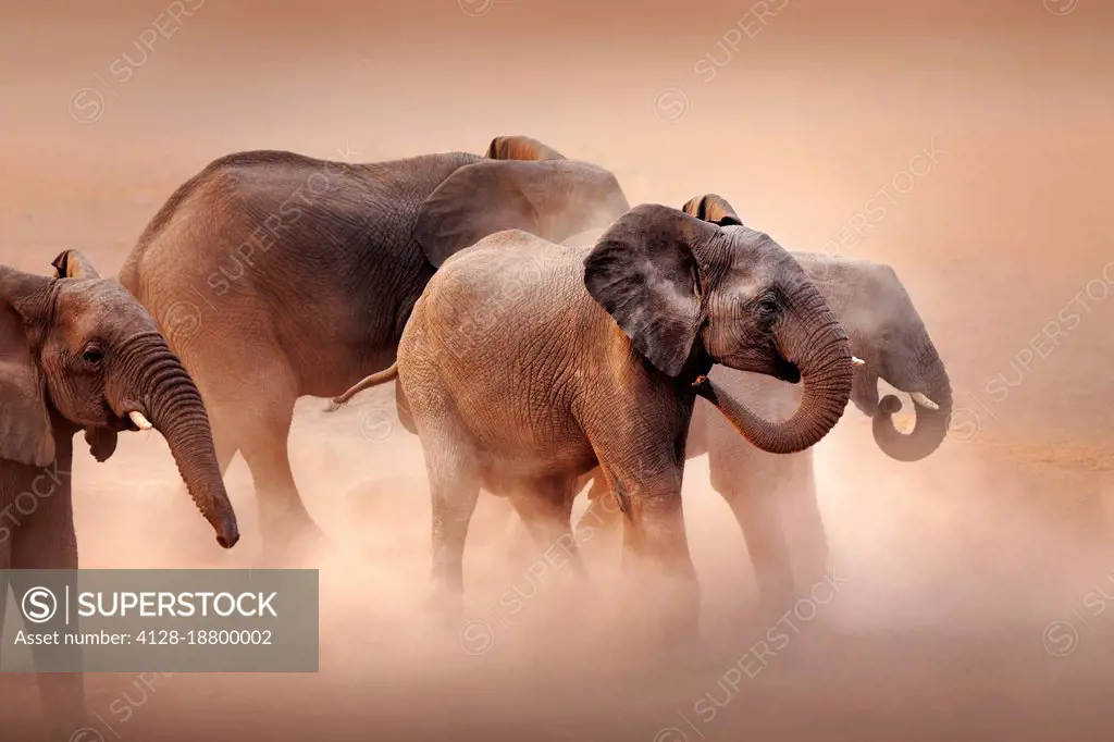 Elephants in desert dust