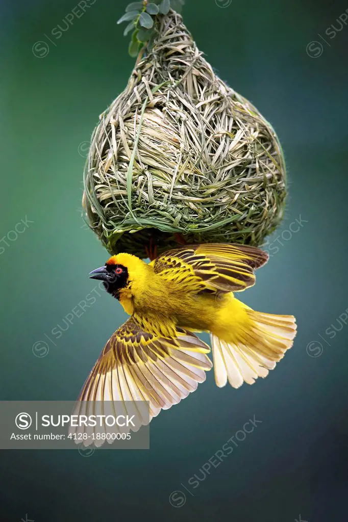 Masked weaver at nest
