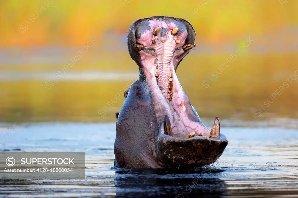 Hippopotamus displaying aggressive behaviour