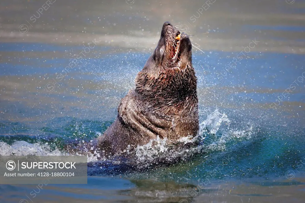 Seal bursting out of the water
