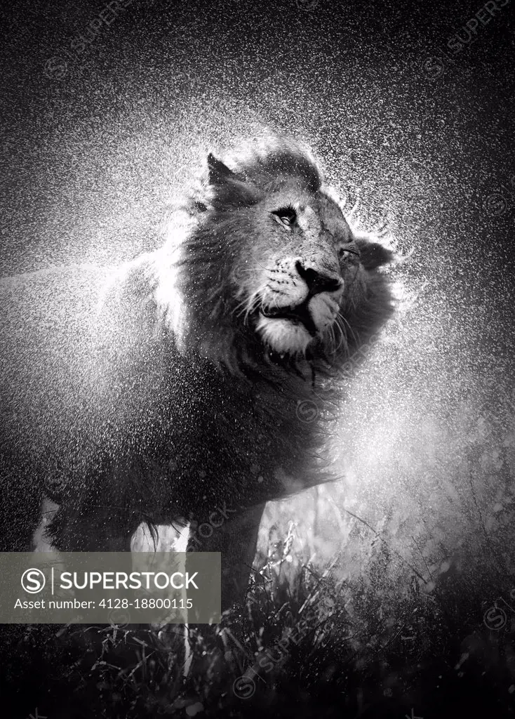Lion shaking water off mane