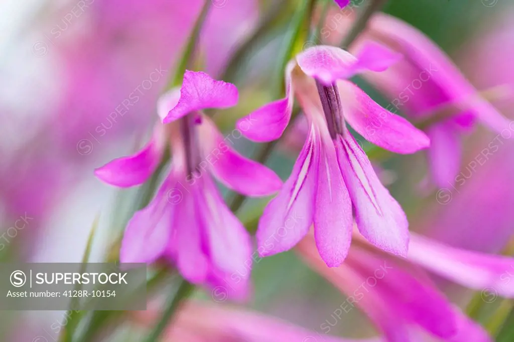 Gladiolus italicus flowers