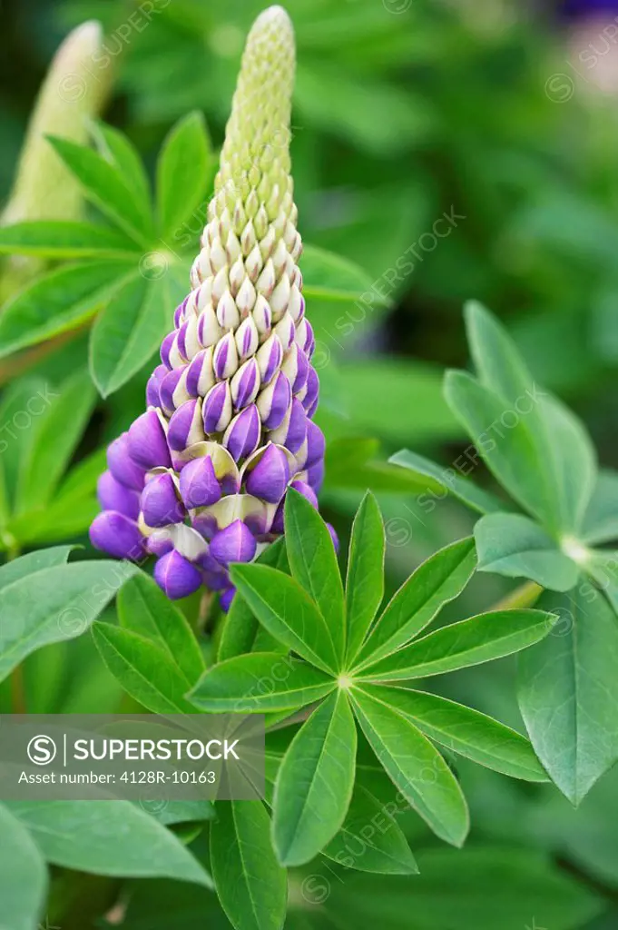 Lupinus Tom Tom the Piper´s Son