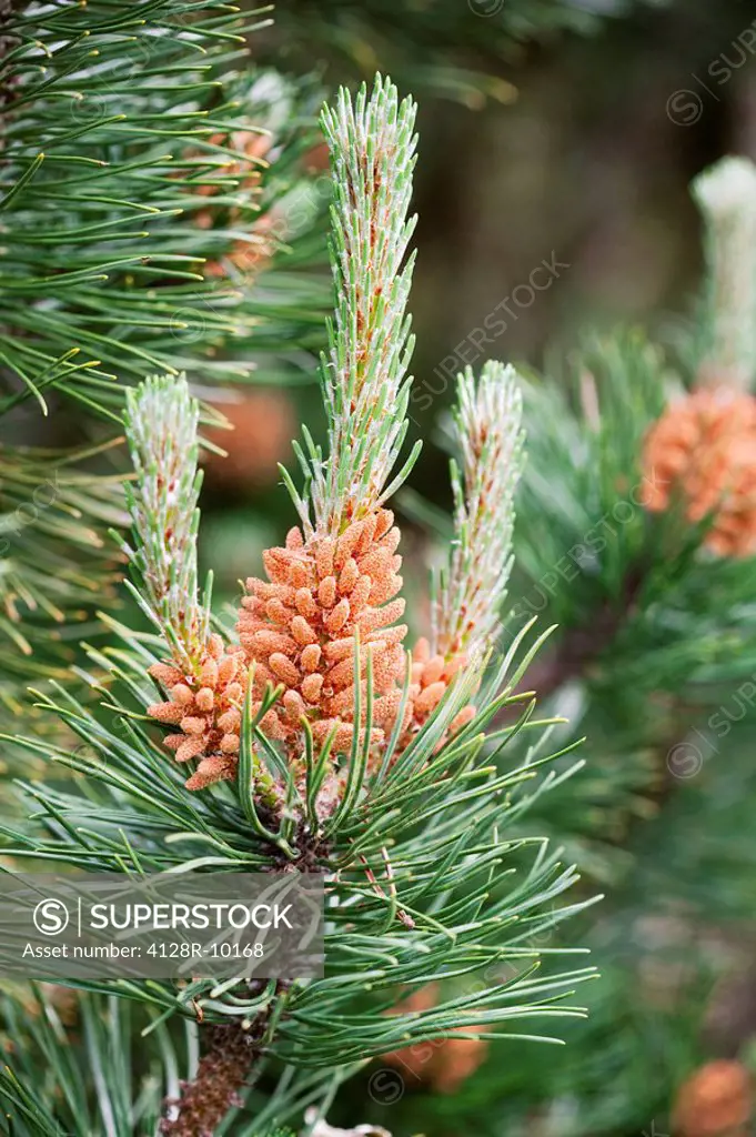 Mugo pine Pinus mugo