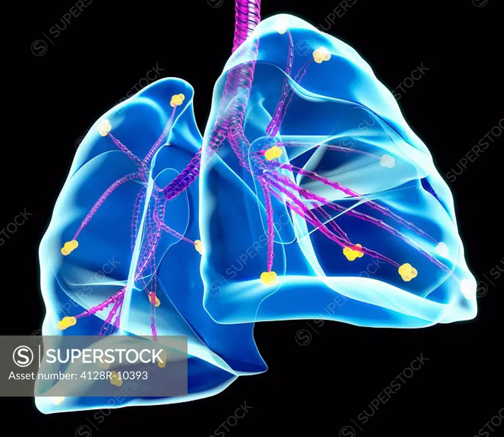 Human lungs, artwork