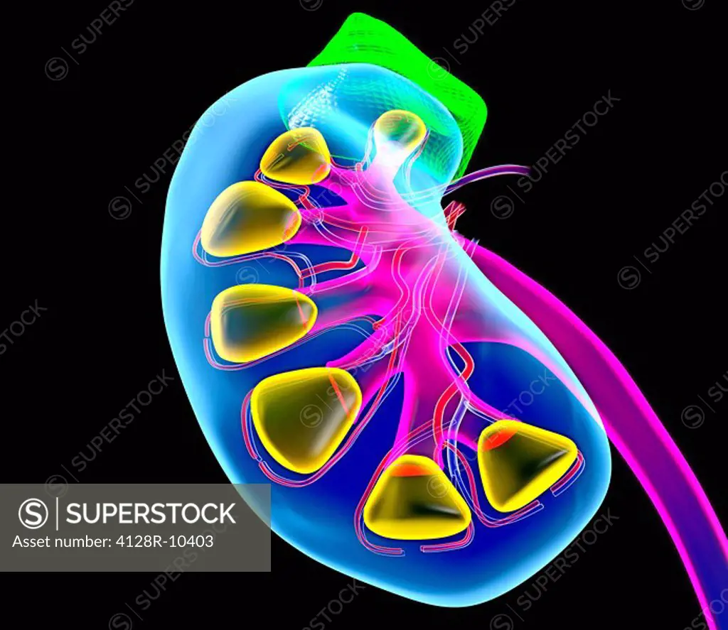 Human kidney, artwork