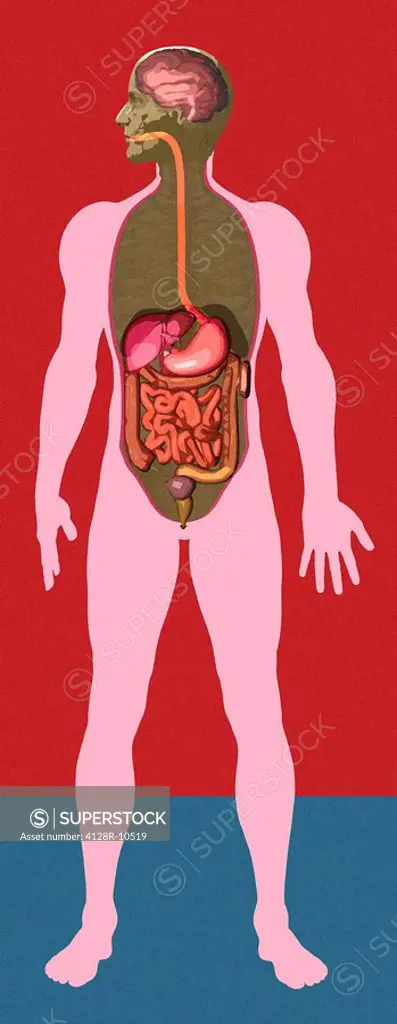 Digestive system, artwork