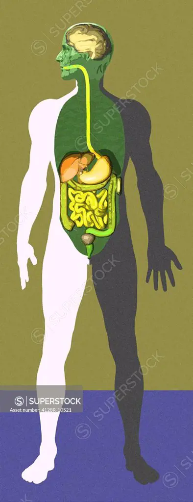Digestive system, artwork