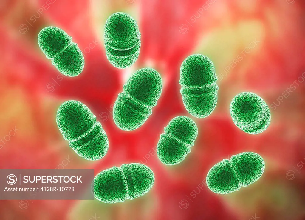 Enterococcus faecalis, bacteria, artwork