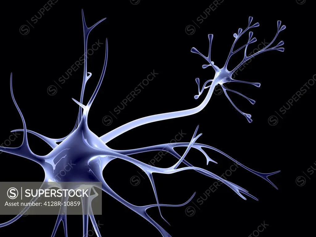 Nerve cell. Computer artwork of a nerve cell, also called a neuron.