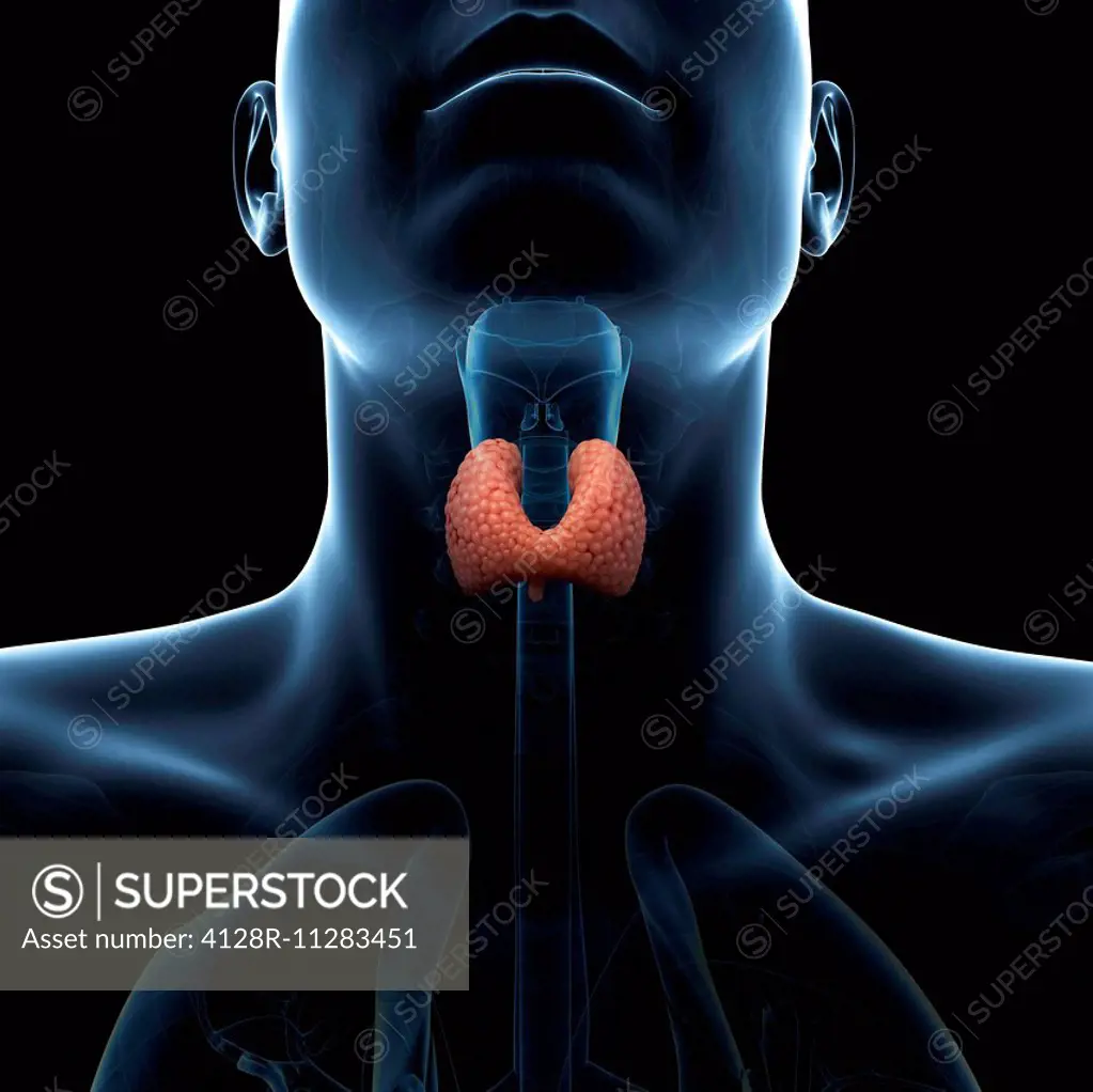 Healthy thyroid gland, computer artwork.