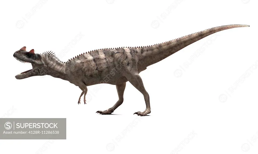 Ceratosaurus dinosaur, computer artwork.