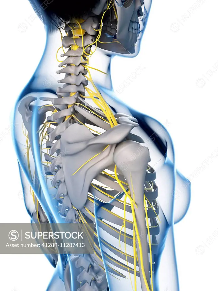 Female nervous system and skeleton, computer artwork.