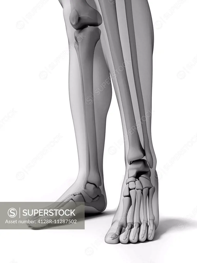 Bones of the lower legs and feet, computer artwork.