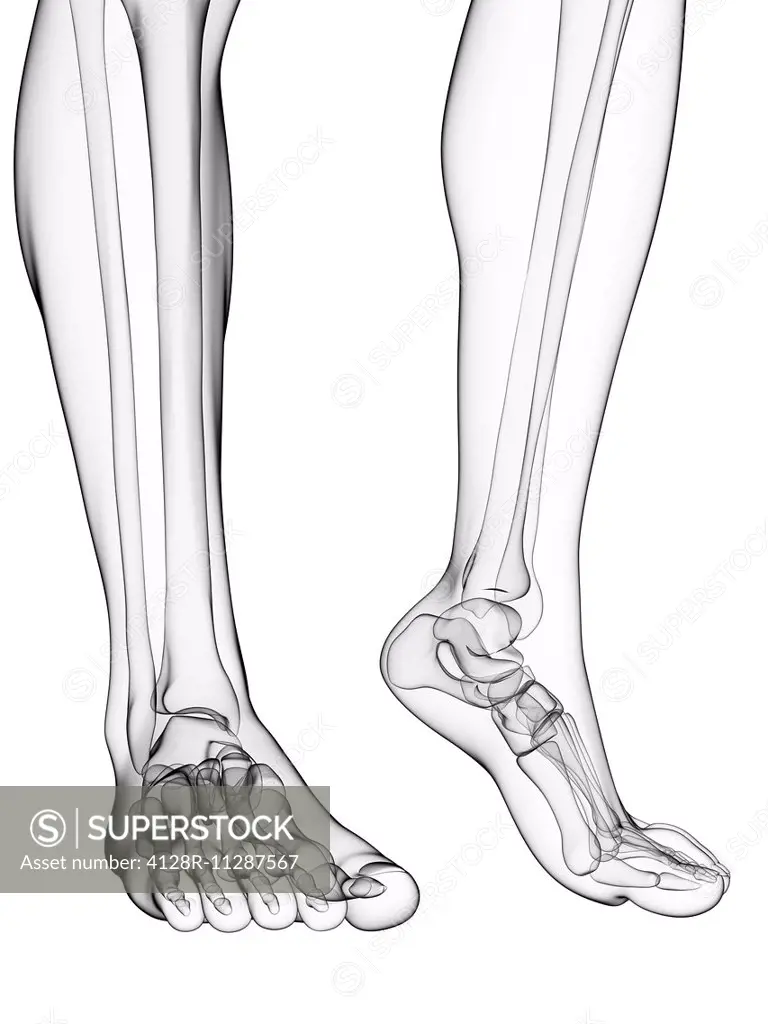 Bones of the feet, computer artwork.