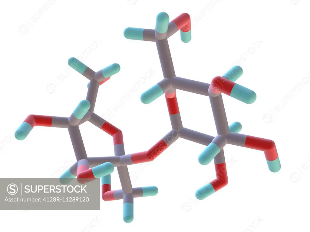 Sucrose, molecular model. Atoms are represented as rods and are colour-coded: carbon (grey), hydrogen (green) and oxygen (red).