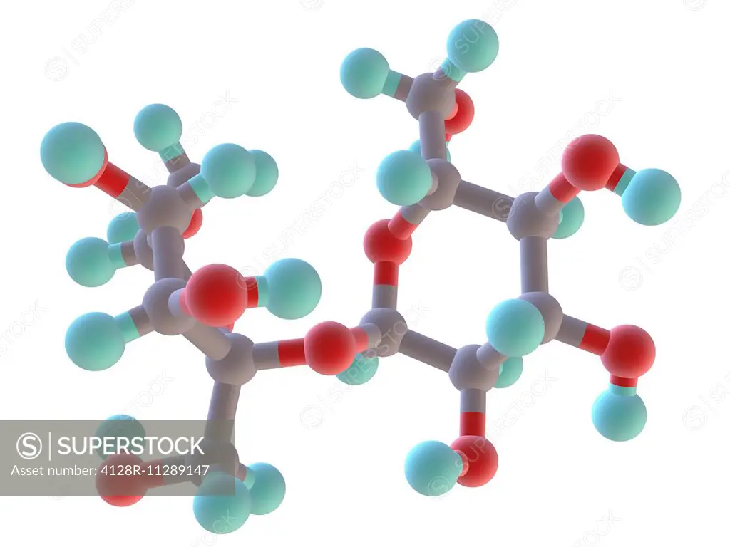 Sucrose, molecular model. Atoms are represented as spheres and are colour-coded: carbon (grey), hydrogen (green) and oxygen (red).