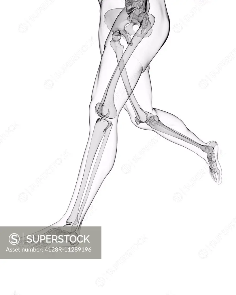 Leg bones, computer artwork.