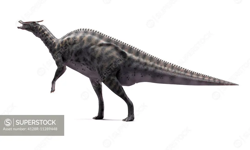 Saurolophus dinosaur, computer artwork.