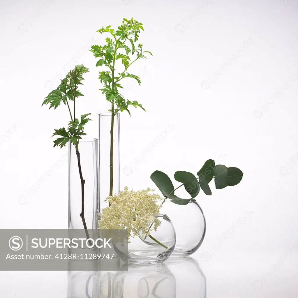 Medicinal plants, conceptual image.