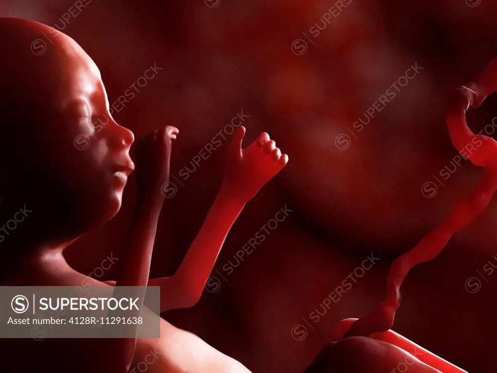 Artwork of human fetus.