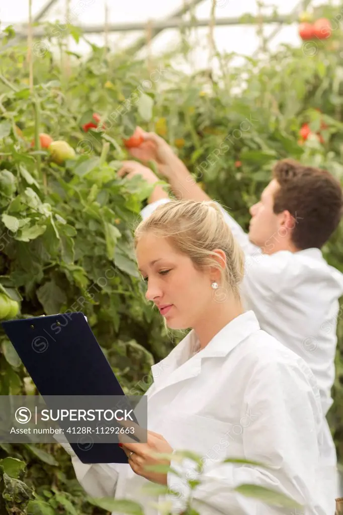 MODEL RELEASED. Scientists examining tomatoes growing on a plant.