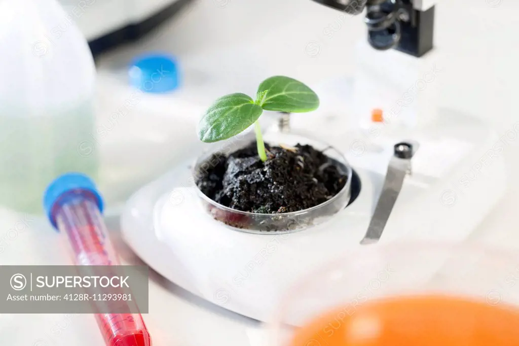 Seedling in a petri dish in a laboratory.