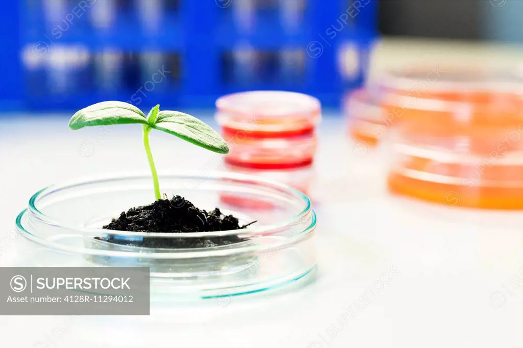 Seedling in a petri dish in a laboratory.