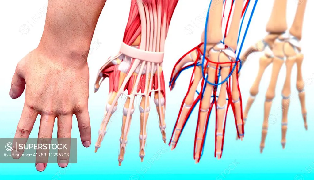 Human hand anatomy, computer artwork.