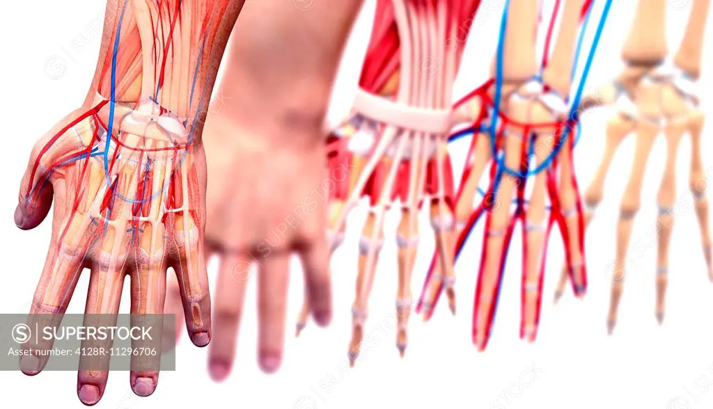 Human hand anatomy, computer artwork.