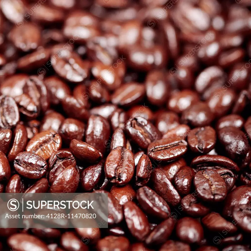 Coffee beans (Coffea arabica).