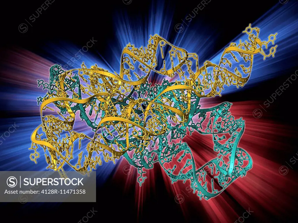Ribozyme enzyme and RNA, molecular model. Ribozymes are RNA (ribonucleic acid) molecules that catalyse certain biochemical reactions. Until their disc...