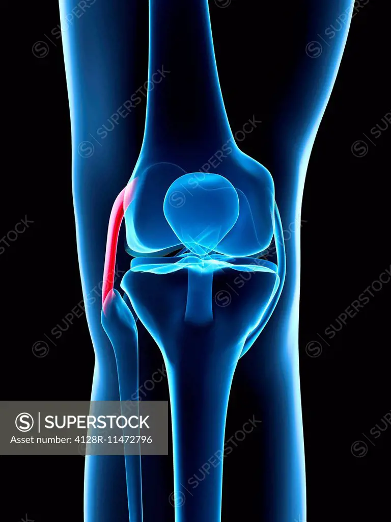 Human knee ligament, computer artwork.